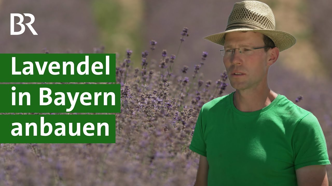 &Auml;therische &Ouml;le gewinnen: Lavendel-Anbau in Bayern | Landschaftsg&auml;rtner | Unser Land | BR
