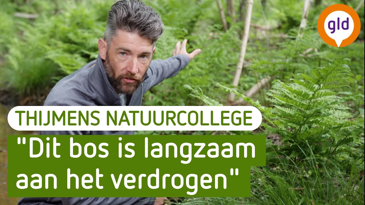 Wat varens zeggen over het bos | Thijmens Natuurcollege | BuitenGewoon