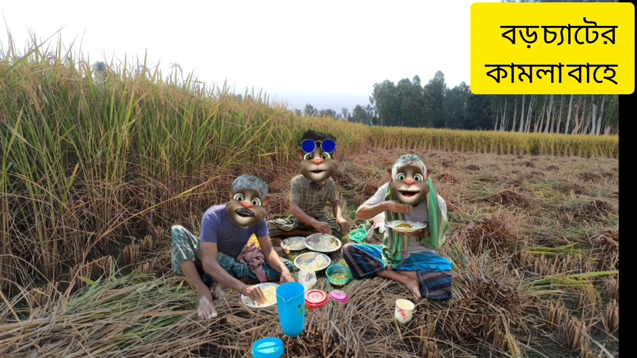 বড়ো চ্যাটের কামলা বাহে। 