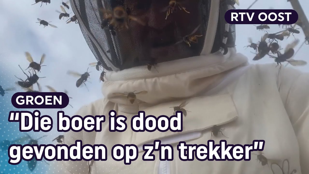 Gevaarlijke Aziatische hoornaar rukt op in Nederland | RTV Oost