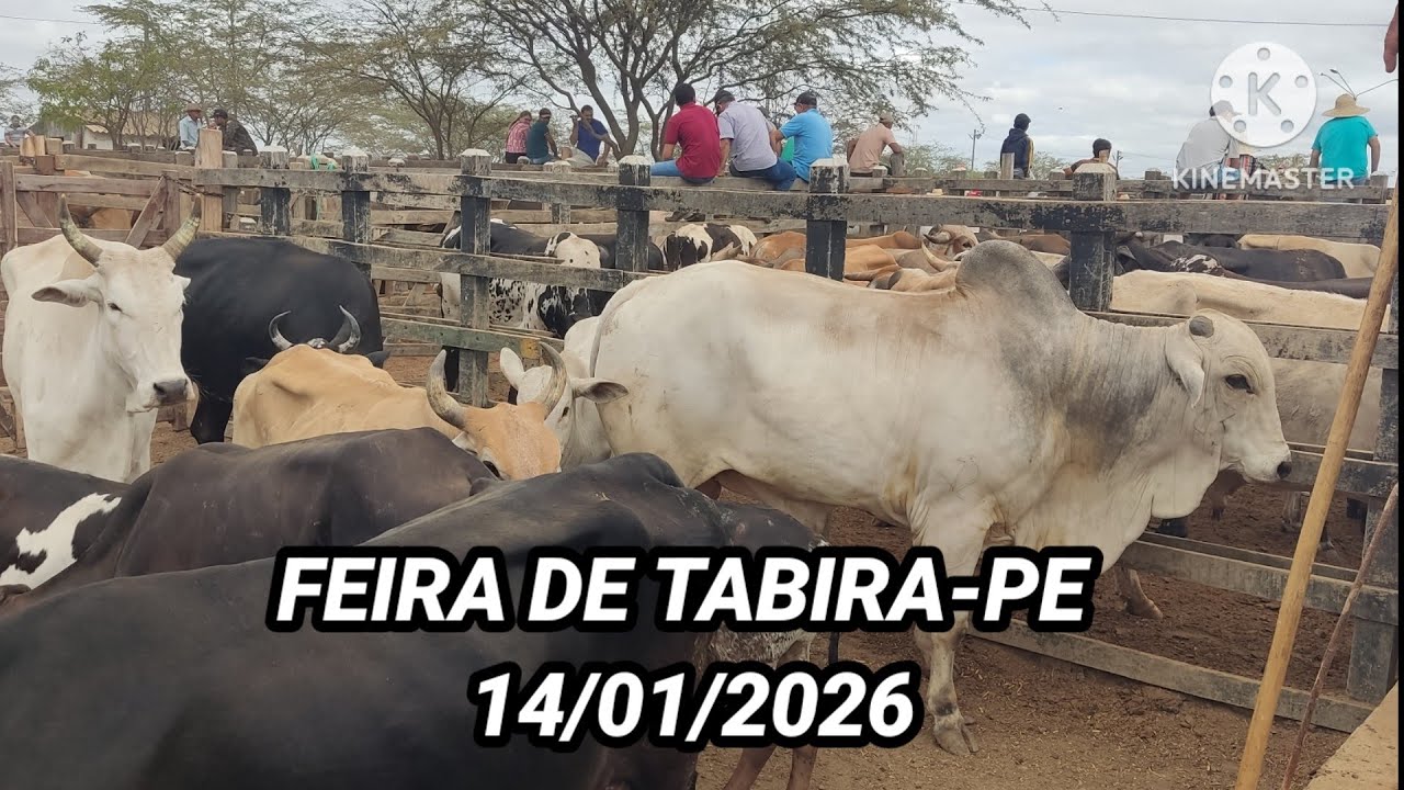 Feira de Tabira-PE dia 14/01/2026