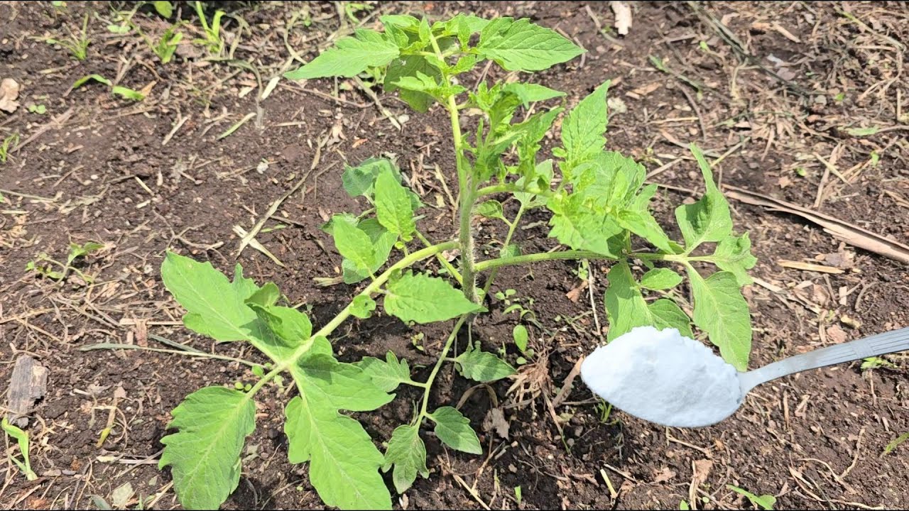 Solo 1 Cucharada, Alimenta Tomates, pepinos pimiento, con este fertilizante, Duplicaras tu cosecha.