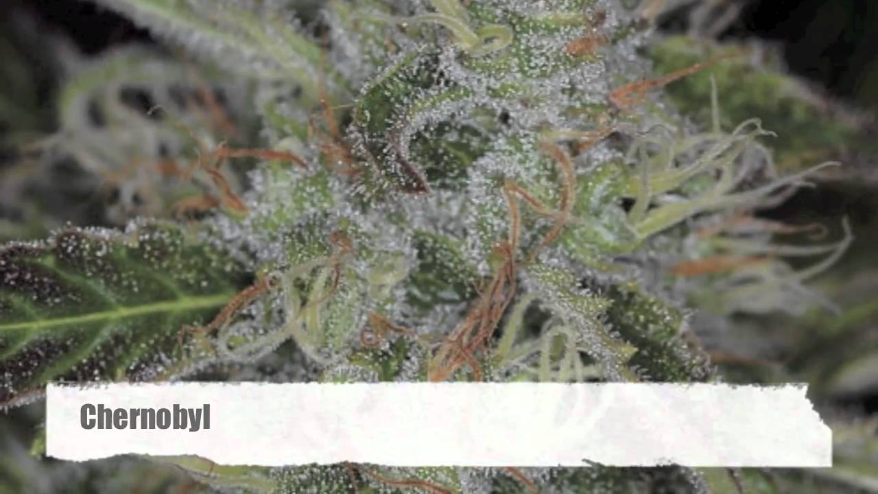Best Ever Compilation of  Jawdropping Weed/Bud  - Must See !