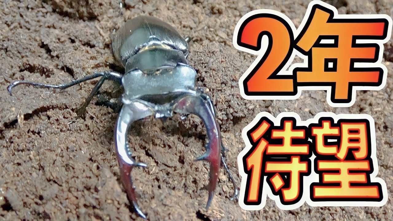 720日の歳月を経て世界最大クラスのミヤマクワガタが羽化してきました