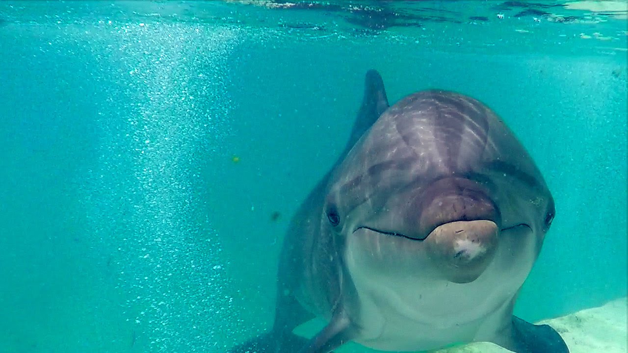 The untold story of the Katrina Dolphins - from Gulfport to Atlantis