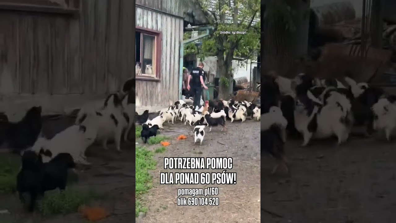 Trwa dramatyczna interwencja! 🐶 Około 60 ps&oacute;w żyło w koszmarze! #dioz #help