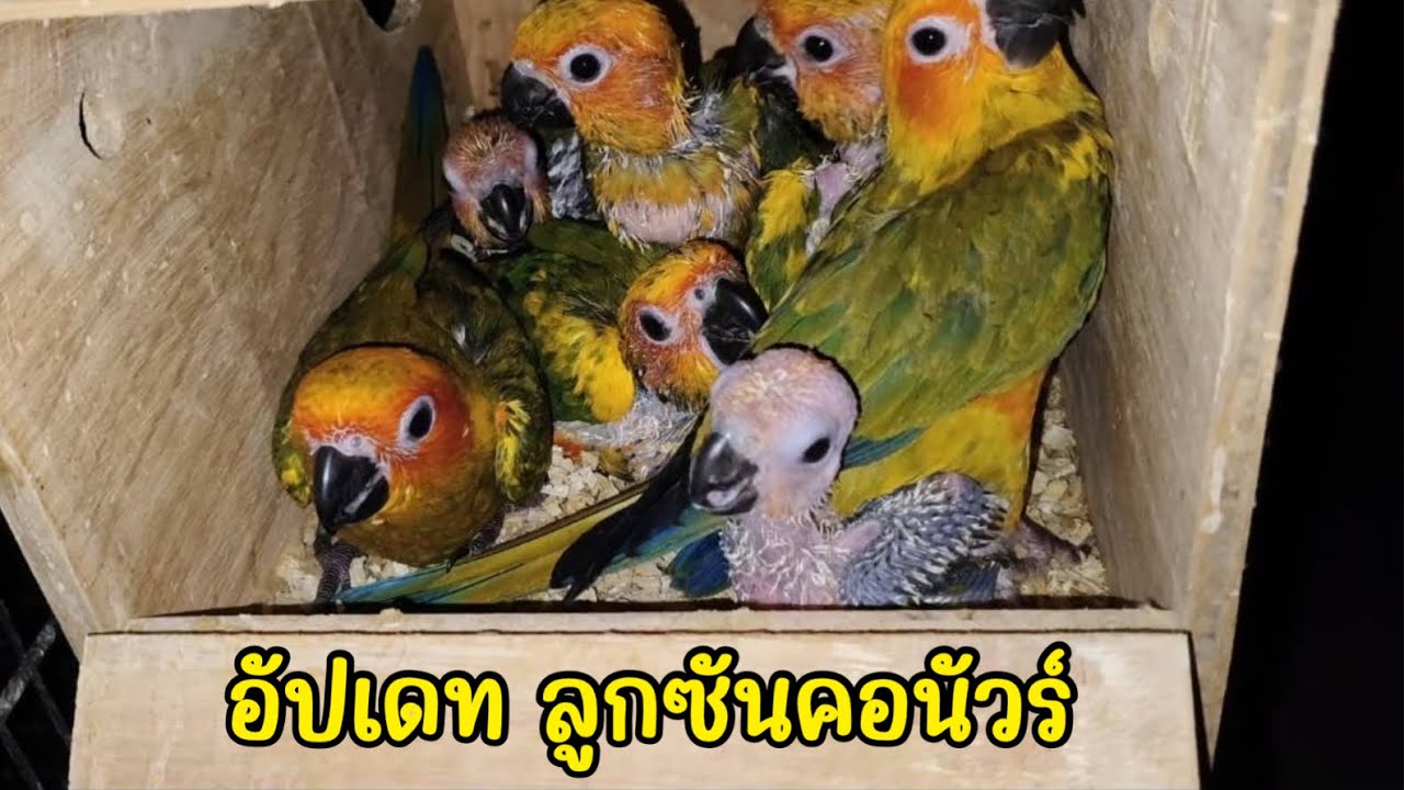อัปเดท ลูกนกซันคอนัวร์