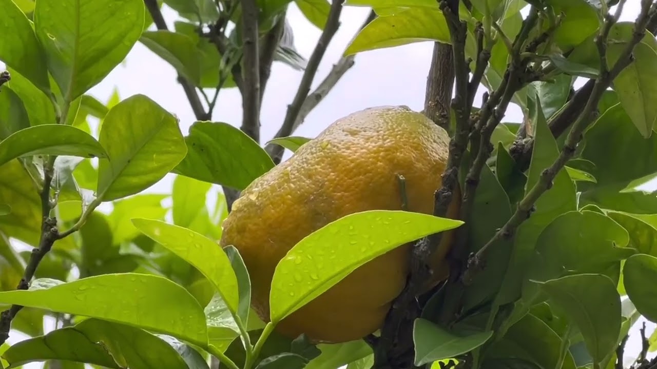 Orange citrus sinensis