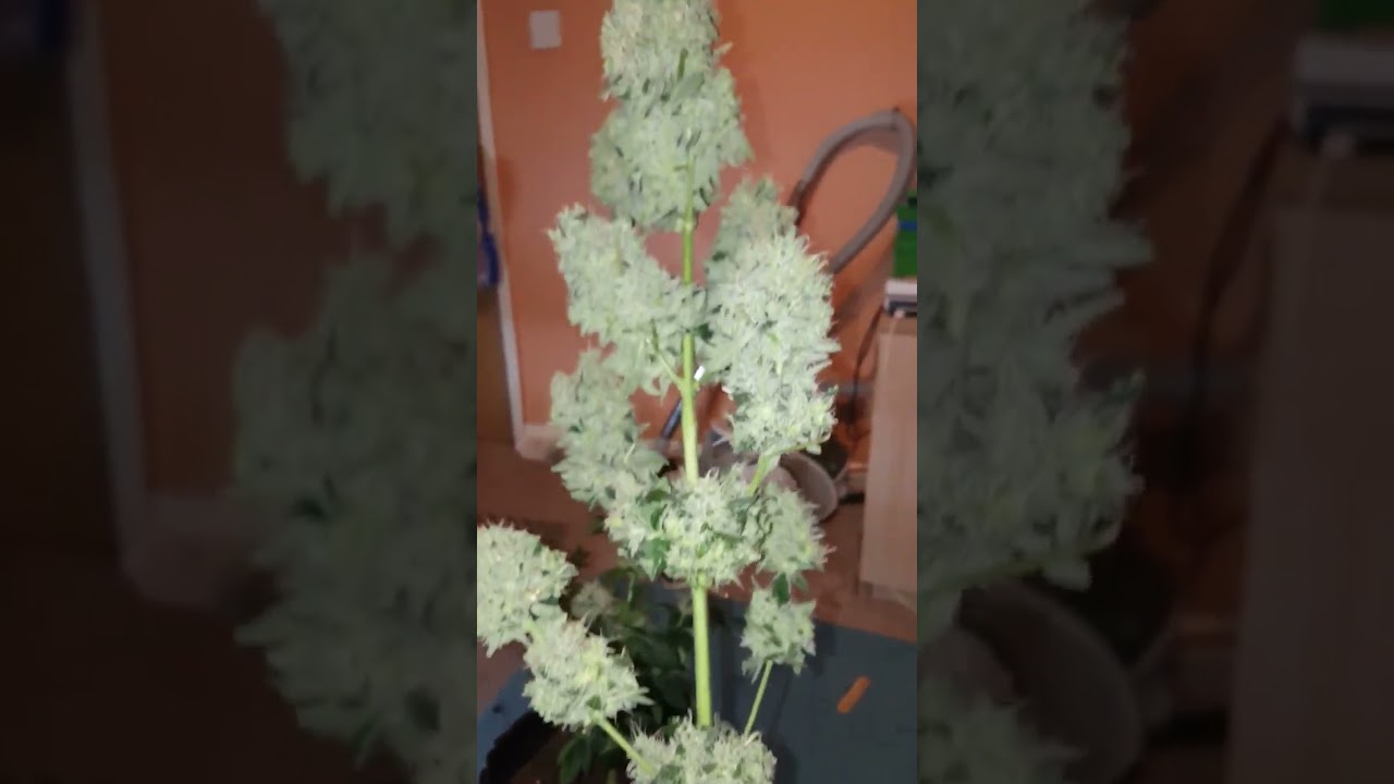 Sticky monkey bud vid