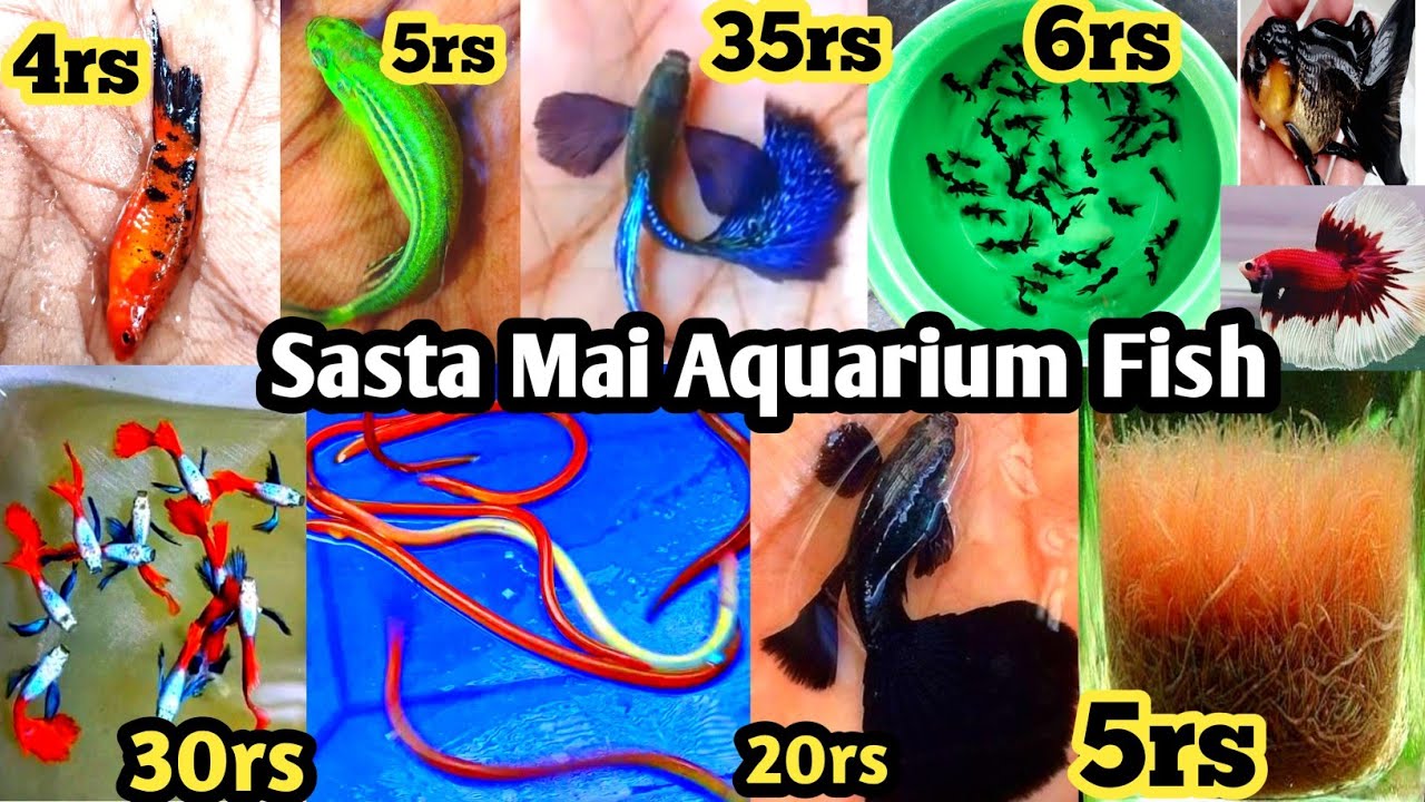Wholesale Pet Market in Kolkata | Fish Price | Aquarium