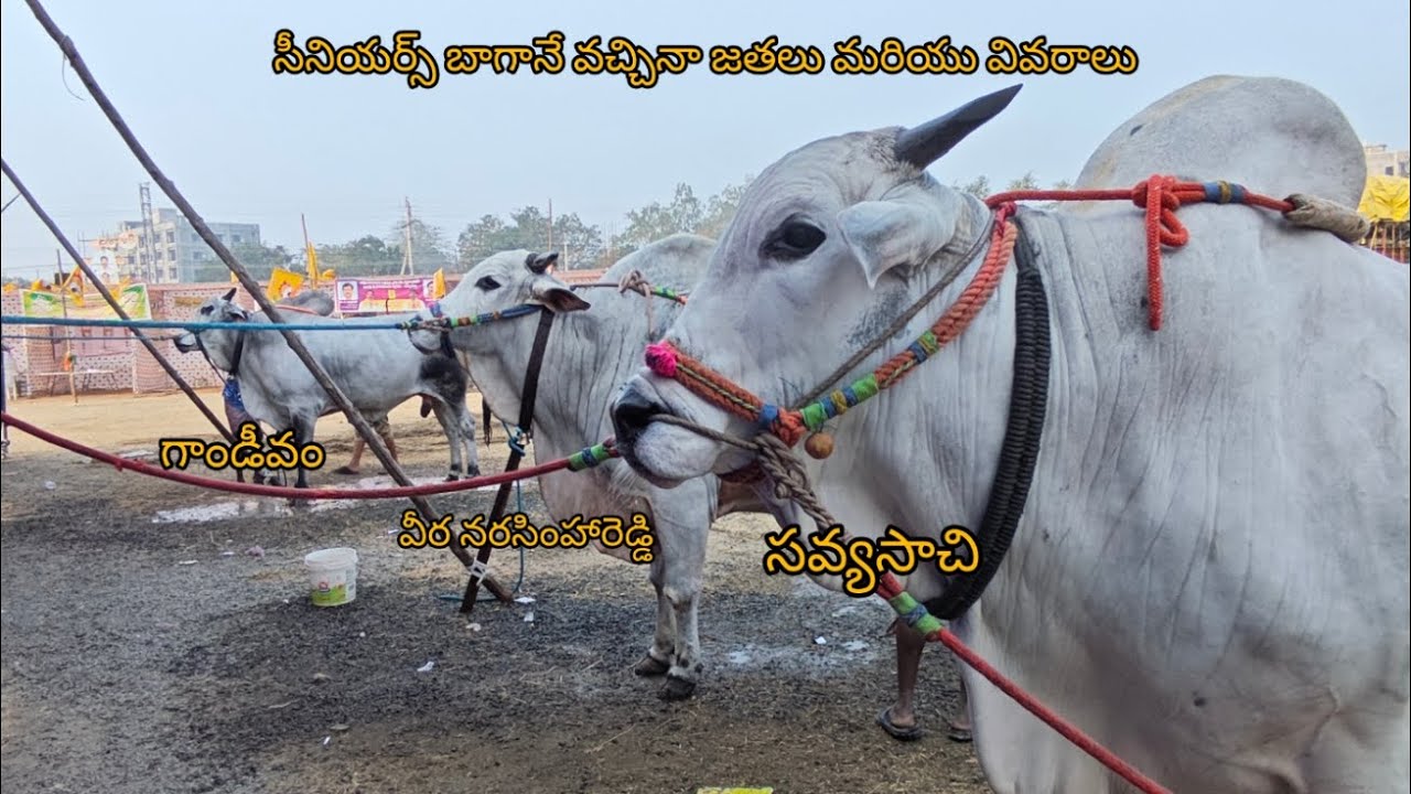 చచిలకలూరిపేట సీనియర్స్ విభాగానికి వచ్చిన జతలు మరియు వివరాలు