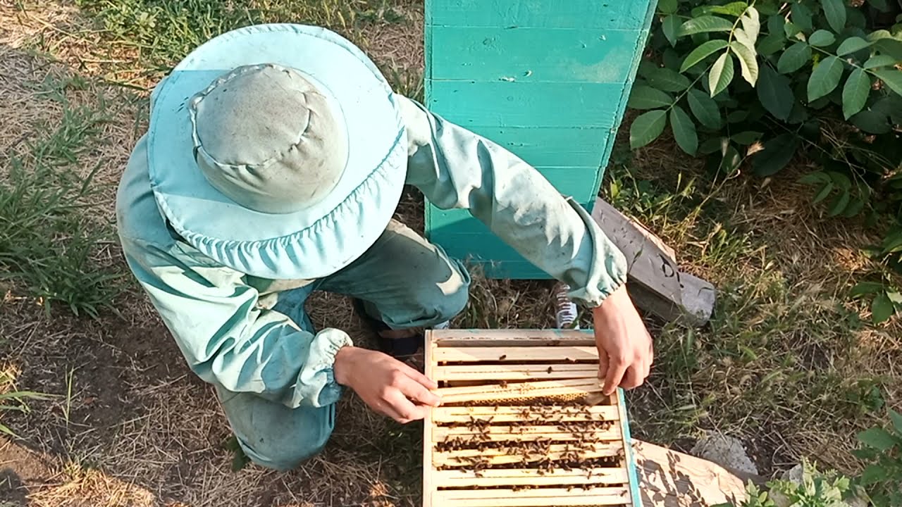 Альпийский улей , как с ними быть.Что я делаю не так??