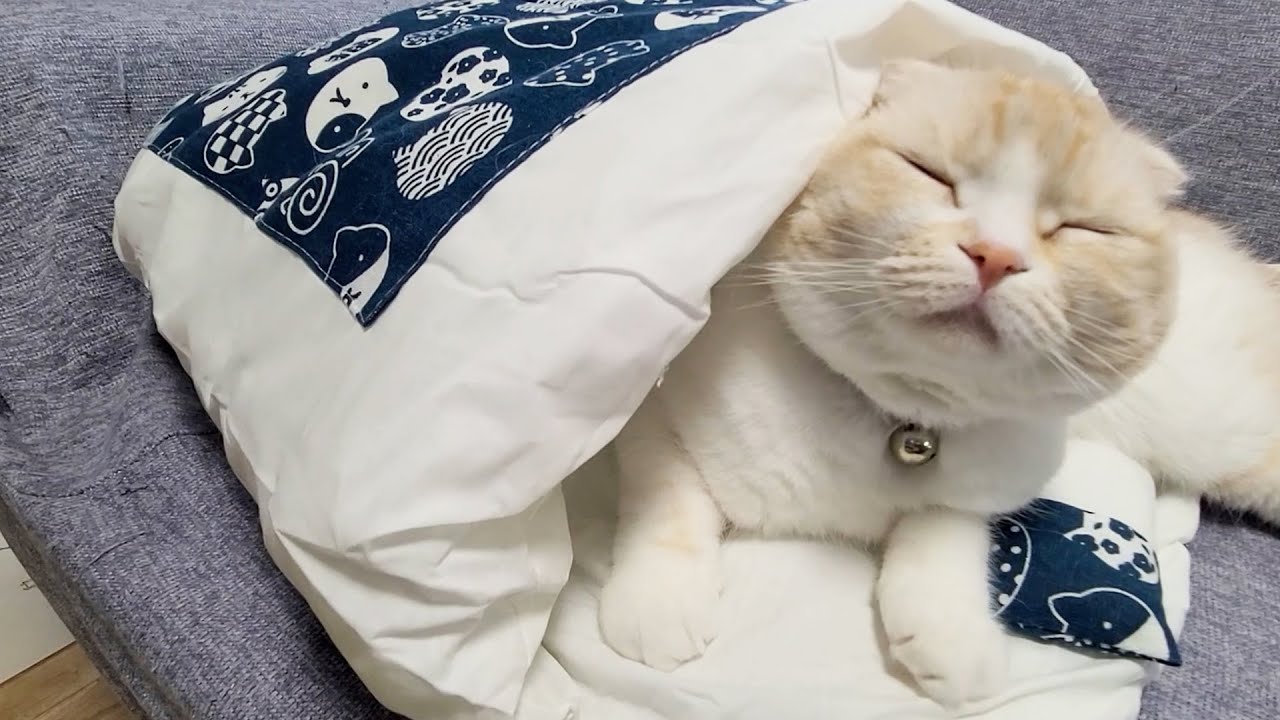 ふかふかのお布団を猫に出してあげたら秒でこうなっちゃいました...