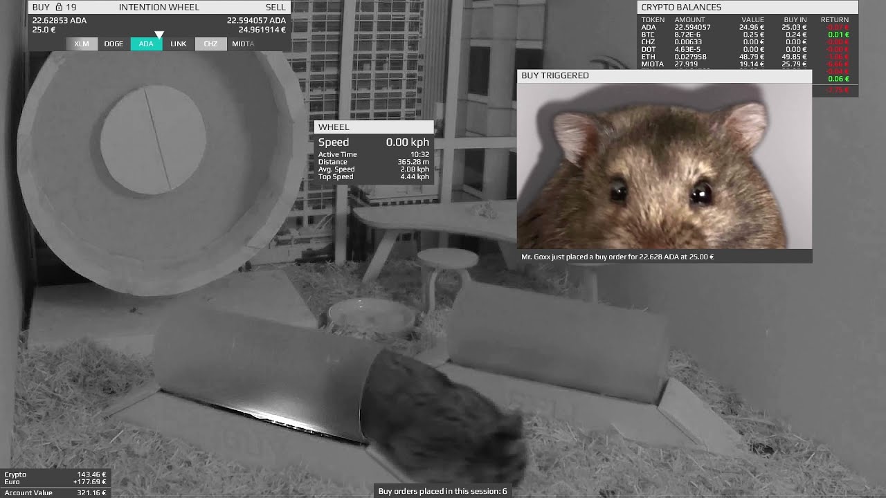 Mr. Goxx | First Performance Review (World's first crypto asset trading hamster!)