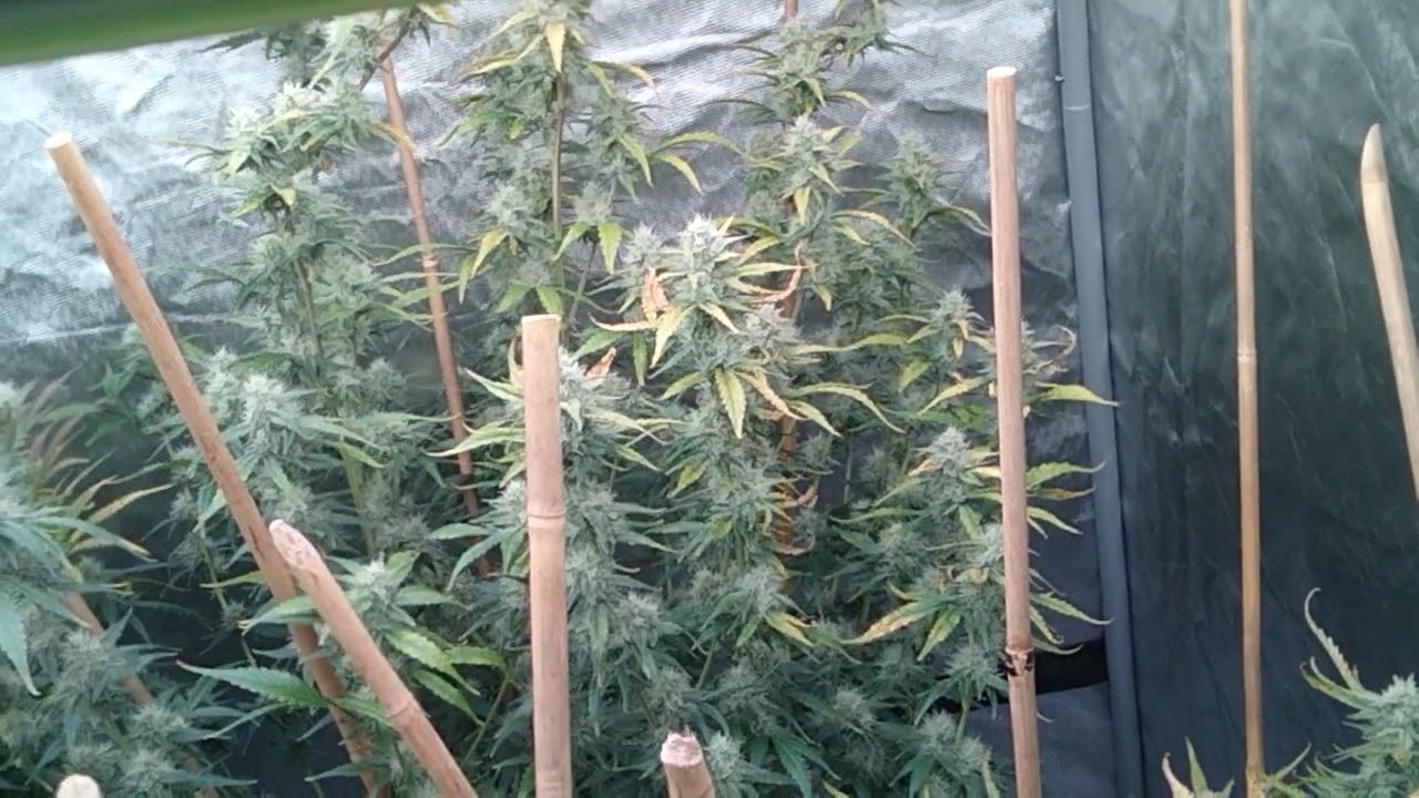 Multi Strain Autoflower Grow week 8