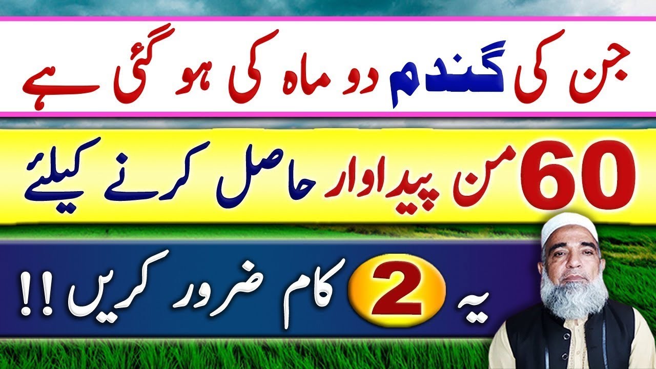 Instructions for Wheat crop of two months to get maximum yield || Crop Reformer
