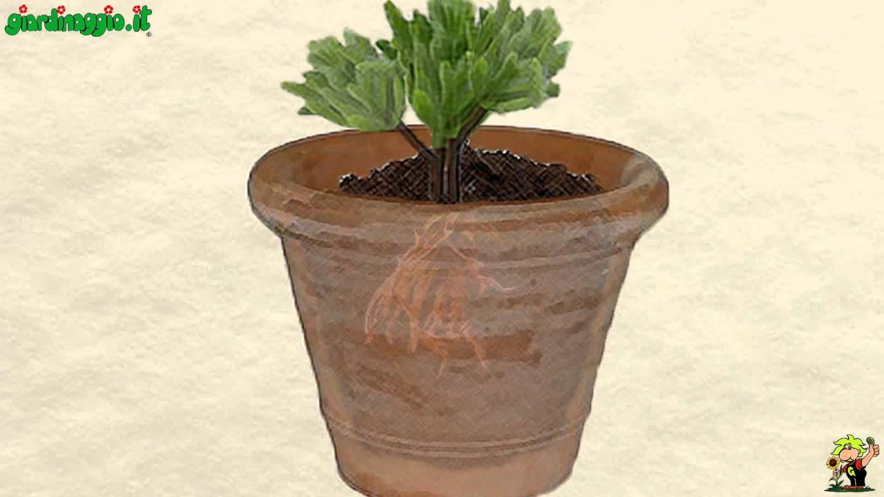 Talee erbacee e di legno verde