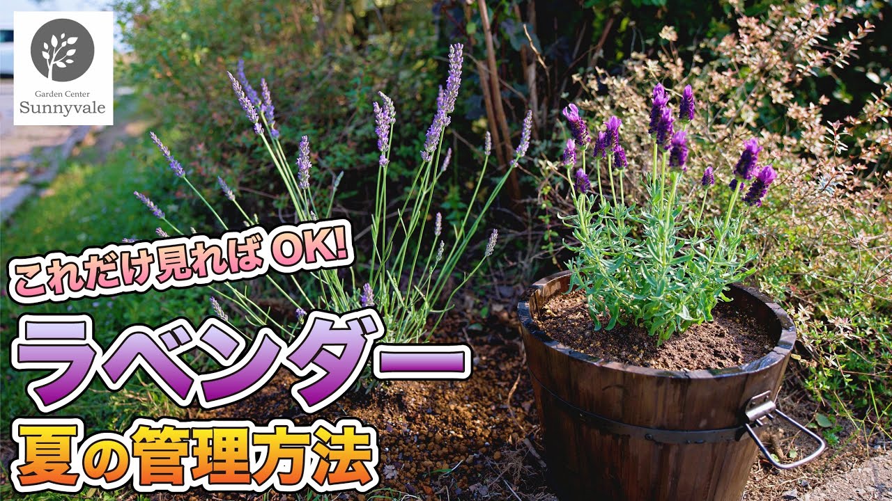 【ラベンダーの育て方】夏の管理方法を徹底解説！#44
