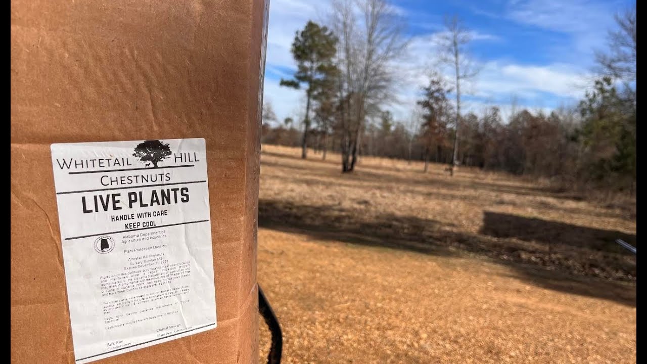 Whitetail Hill Chestnuts Tree Planting (LRR)