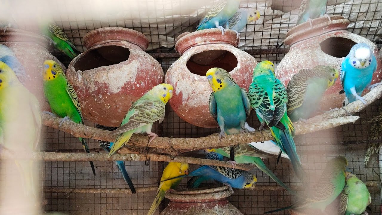 Lo Aa gaya Aaj ka budgiesbird setup ki Update #foryou #birdsbreeding #setupprogress #youtubeshorts 
