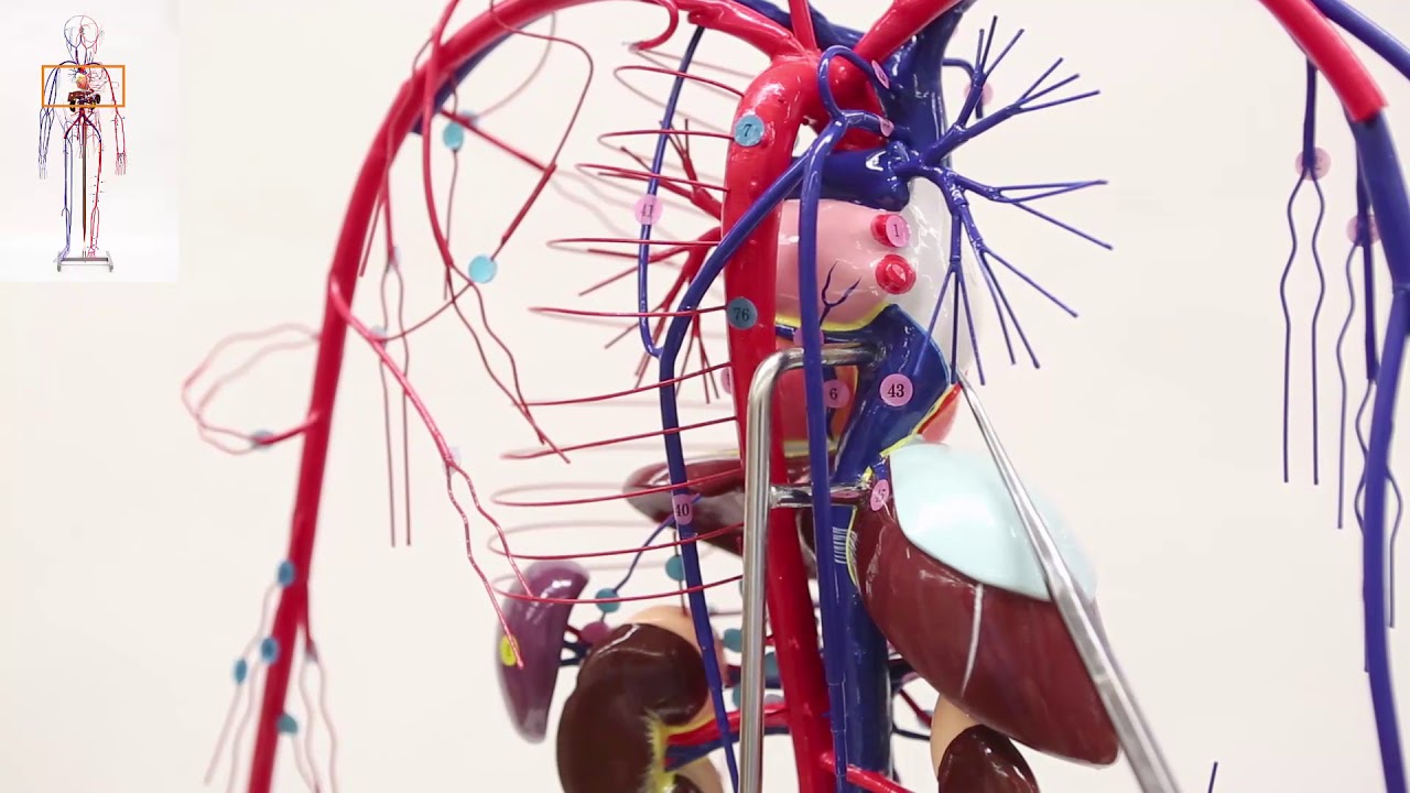 Wire Man (Blood Vessels)