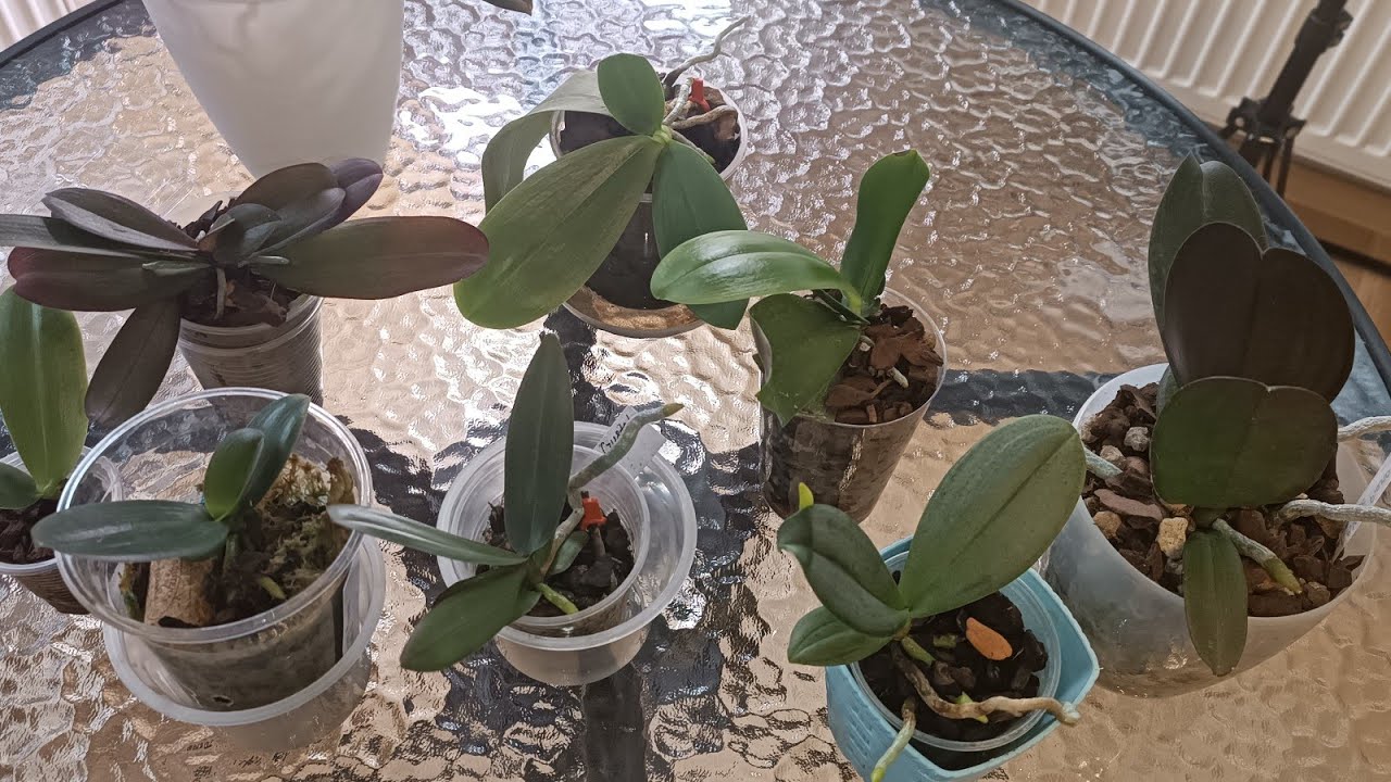 Усиление тургора листьев🌿активный рост корней🌿что добавляю в полив😊