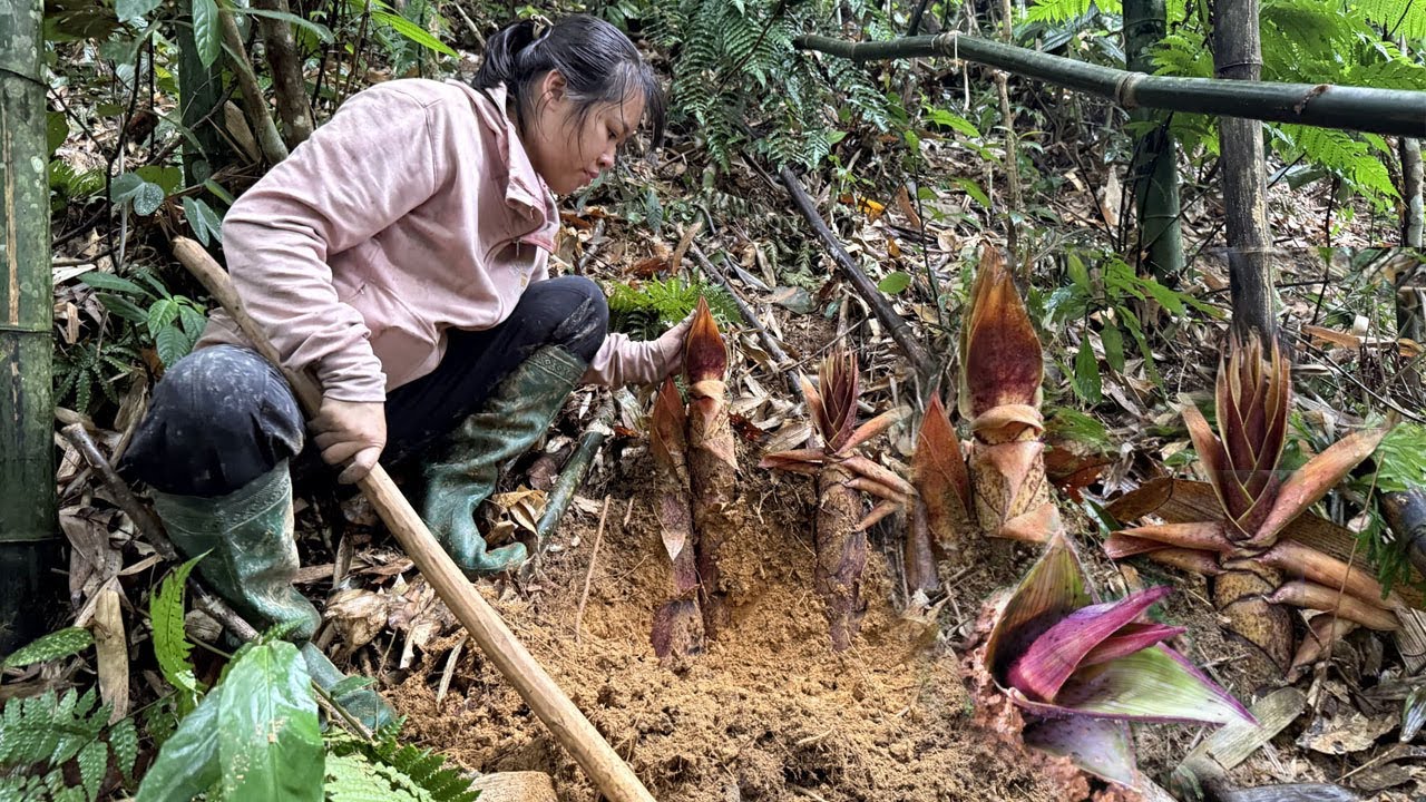 Harvest bamboo shoots at the end of the season - Restore and repair water wheels in low water winter