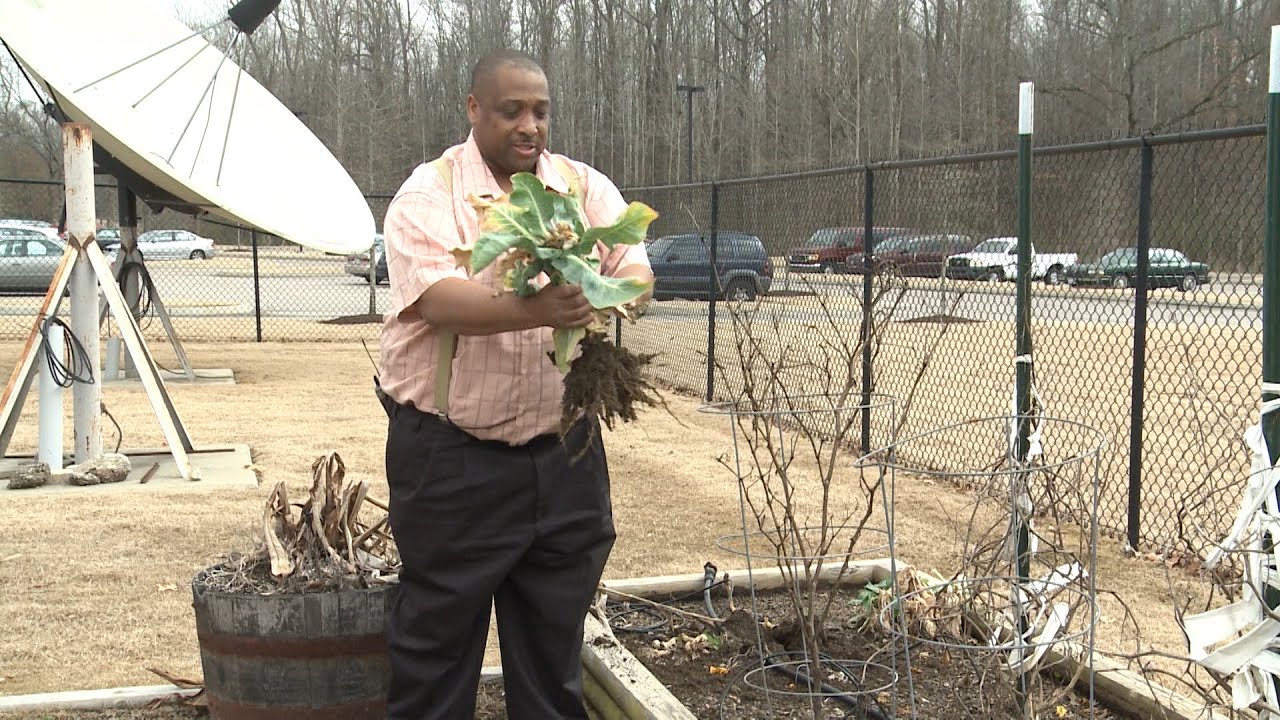 Cleaning out Garden Beds - This Week in the Garden