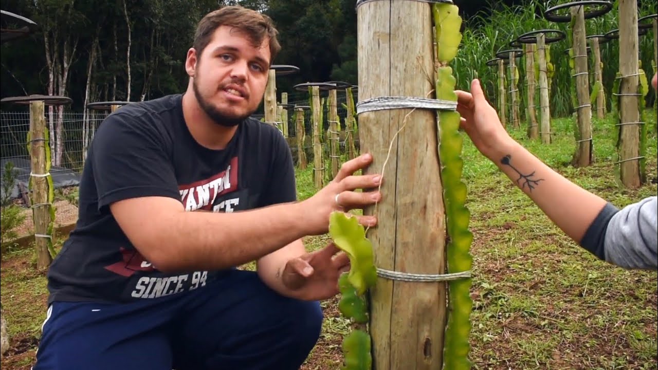 Pitaya - Tudo que você precisa saber