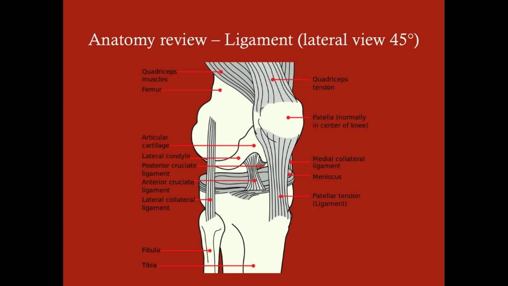 Knee - CRASH! Medical Review Series