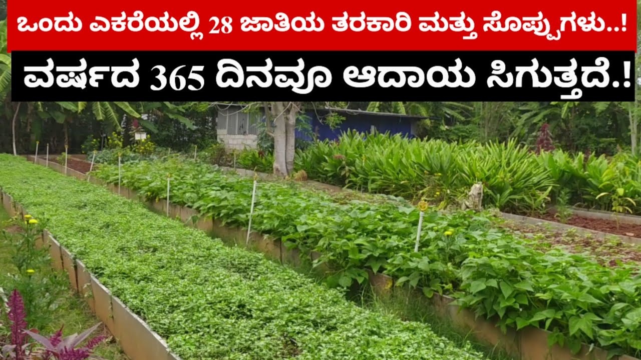 ಒಂದು ಎಕರೆಯಲ್ಲಿ 28 ಜಾತಿಯ ತರಕಾರಿ ಮತ್ತು ಸೊಪ್ಪುಗಳು..! ವರ್ಷದ 365 ದಿನವೂ ಆದಾಯ ಸಿಗುತ್ತದೆ.!