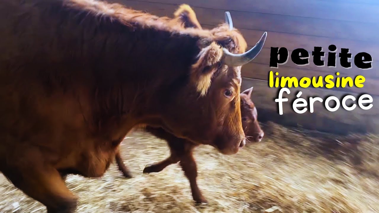 QUAND TA VACHE SE TRANSFORME EN LION 