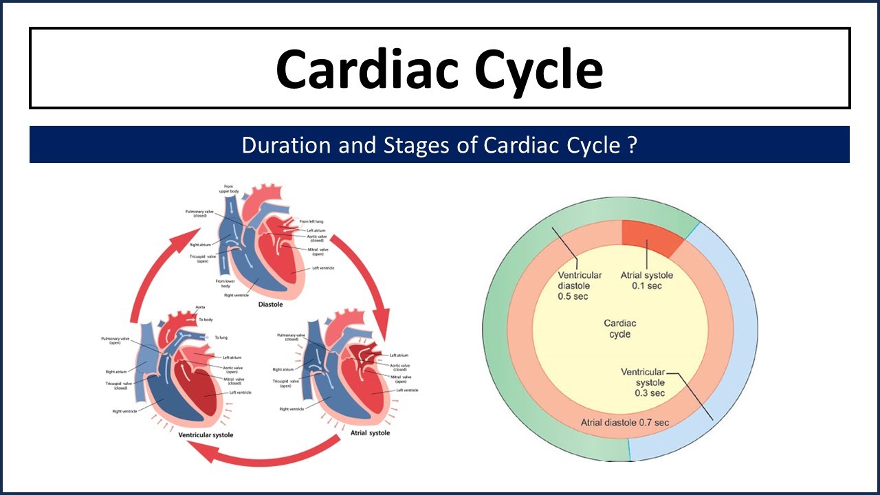 What is Cardiac Cycle ? Duration of Cardiac Cycle