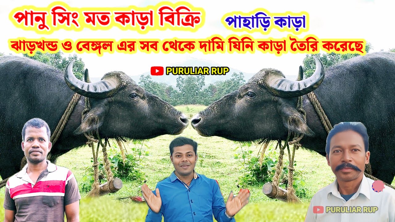 পানু সিং মত কাড়া বিক্রি। ঝাড়খন্ড ও বেঙ্গল এর সব থেকে দামি যিনি কাড়া তৈরি করেছেন,পাহাড়ি কাড়া