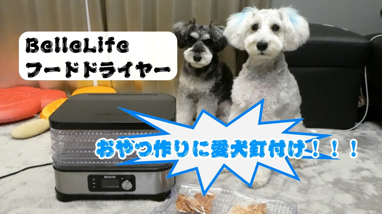 【フードドライヤー】お肉のおやつを作っていたら愛犬が超釘付けに！！