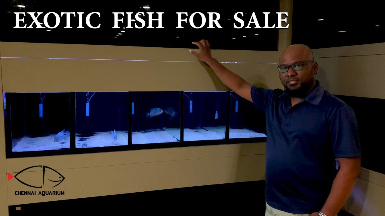 EXOTIC FISH FOR SALE | VIEJA ARGENTEA | CHENNAI AQUARIUM