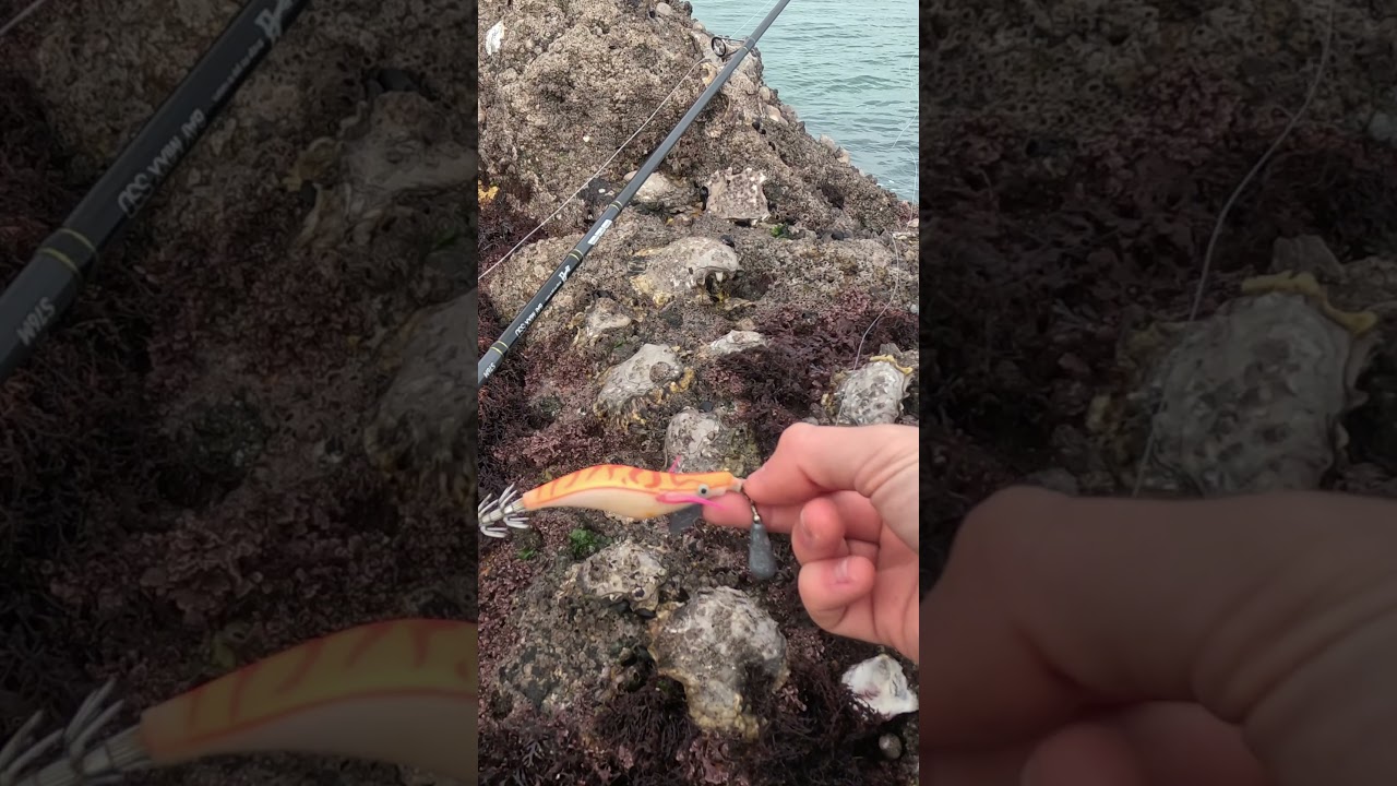 Comment p&ecirc;cher de la seiche ultra facilement ?  #fishing #pecheur