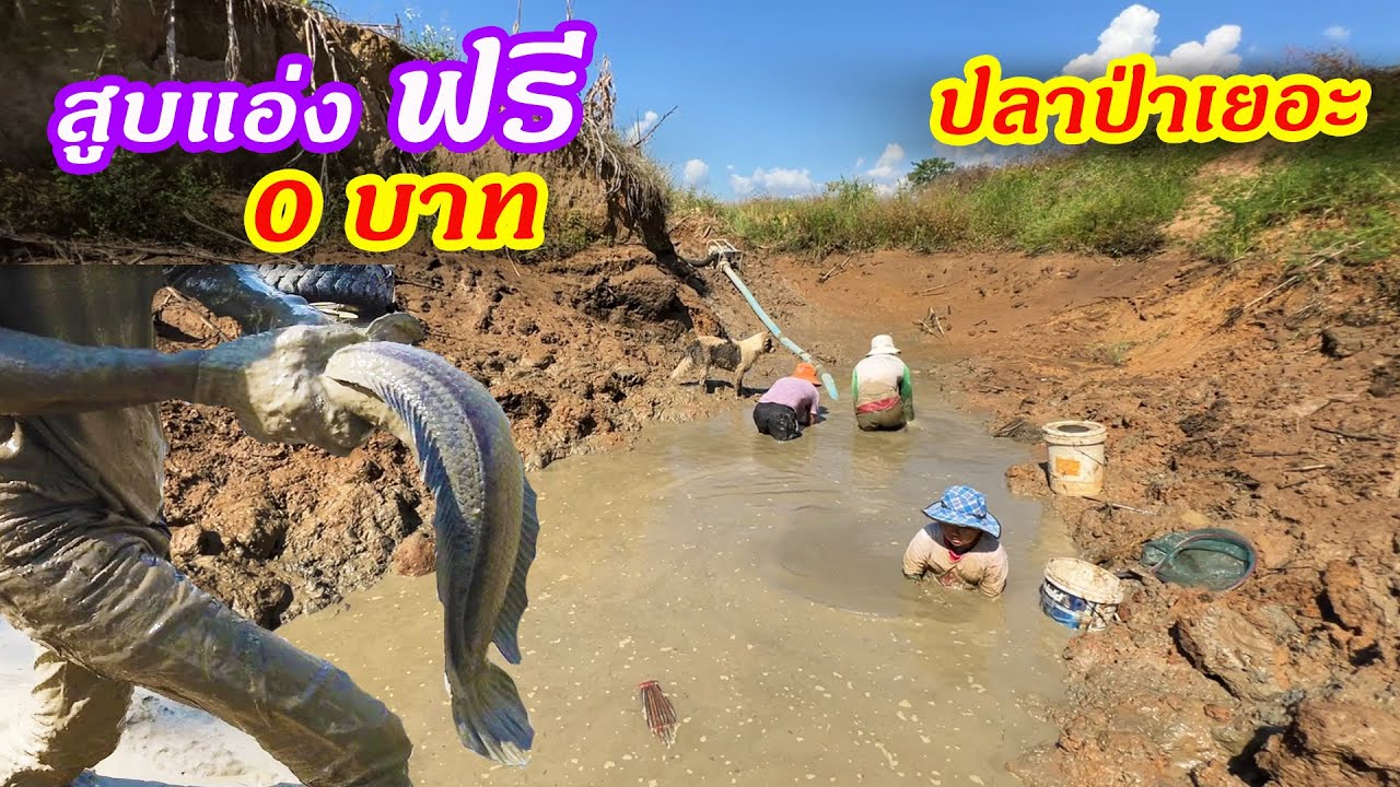 เหมาบ่อ 0บาท (สูบแอ่งฟรี) หาปลาป่าในจุดที่เคยน้ำท่วม | Ep.125