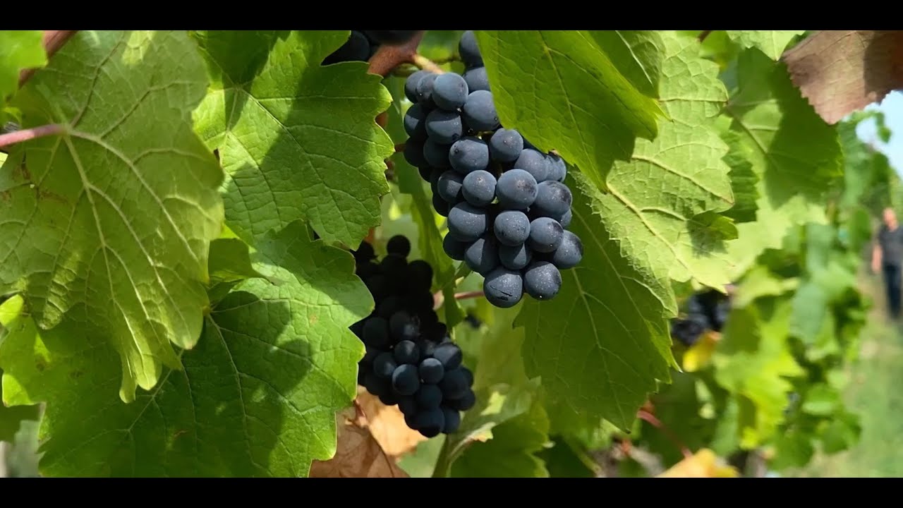 Klimawandel im Weinanbau