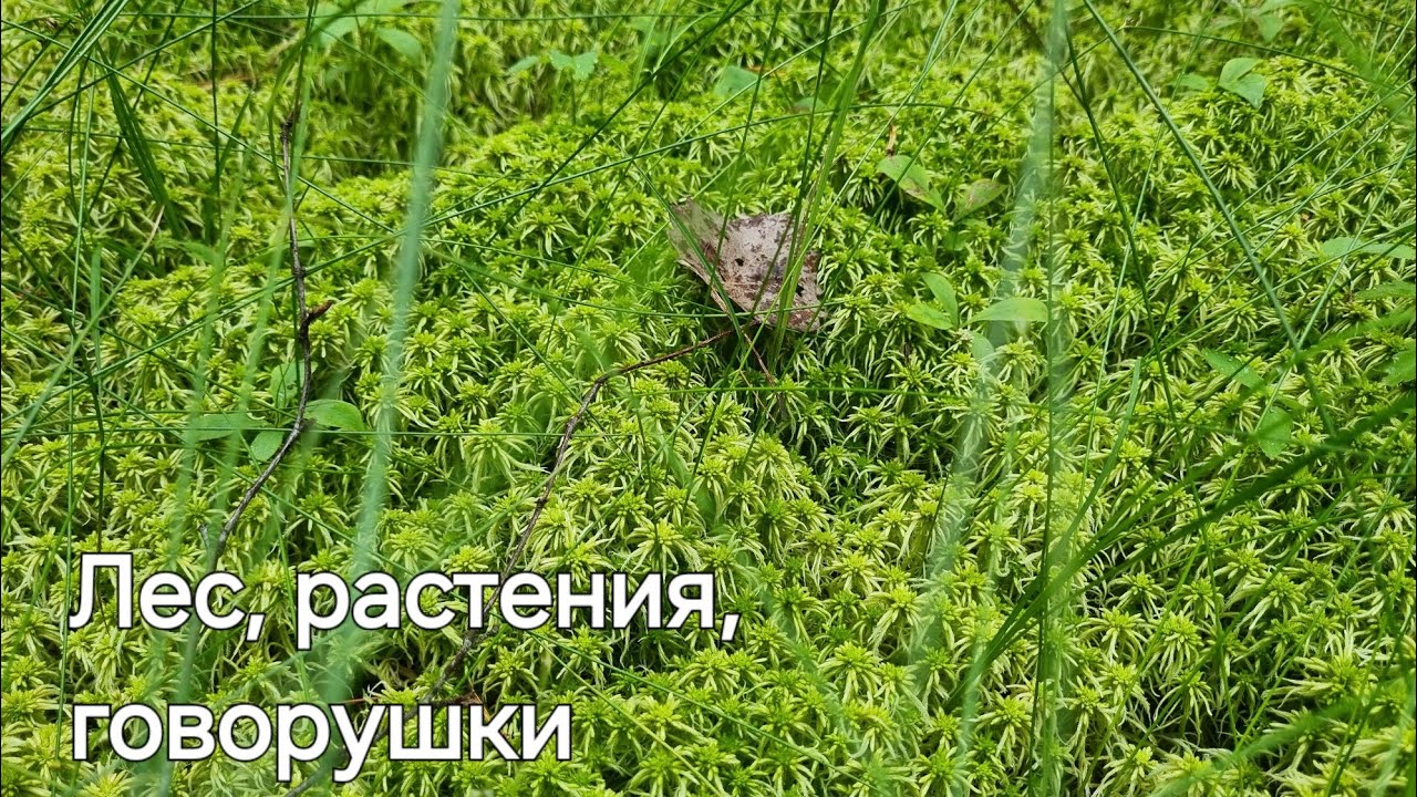 Говорушки и немного леса
