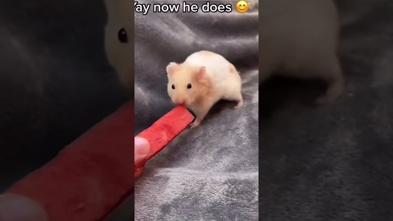 Hamster Yawning Compilation #shorts #pets #hamster #fyp