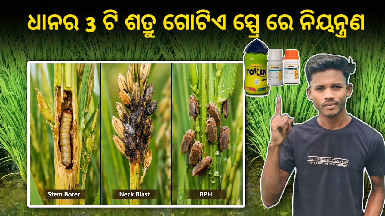 ଧାନରେ କେଣ୍ଡା ବାହାରିବା ସମୟରେ ଏହି 1ଟି ଔଷଧ ଦିଅନ୍ତୁ । Stem borer, Neck Blast ଆଉ BPH ରୋଗ ସବୁ ସଫା ହେବ ।