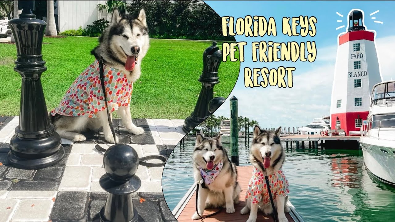 Faro Blanco Resort,  Marathon, Florida Keys | Pet friendly resort