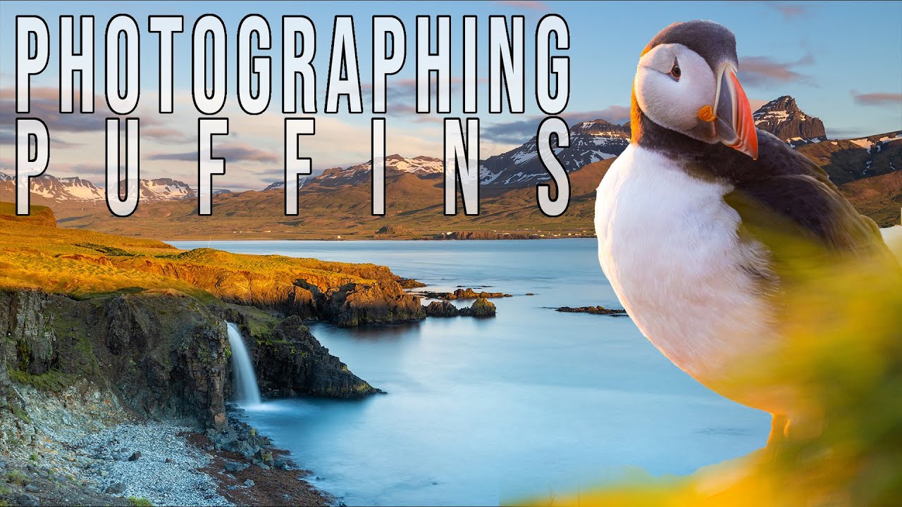Puffin Photography in EAST Iceland