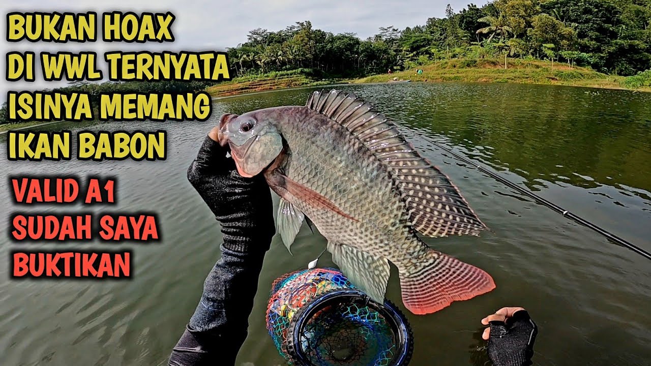 SPOT A1 ISINYA IKAN BABON-BABON‼️ MANCING NYOBOK DI WADUK WADASLINTANG WONOSOBO TERBARU‼️