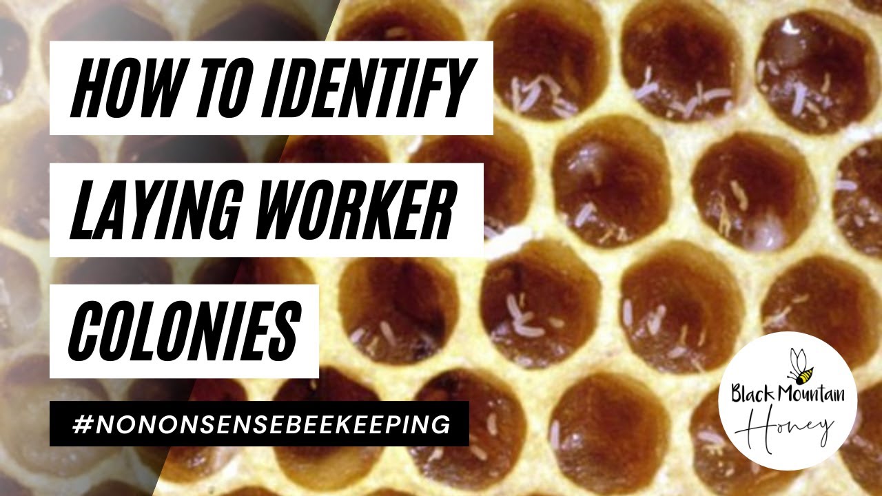 How To Identify Laying Workers - Spot The Warning Signs Inside Your Beehive