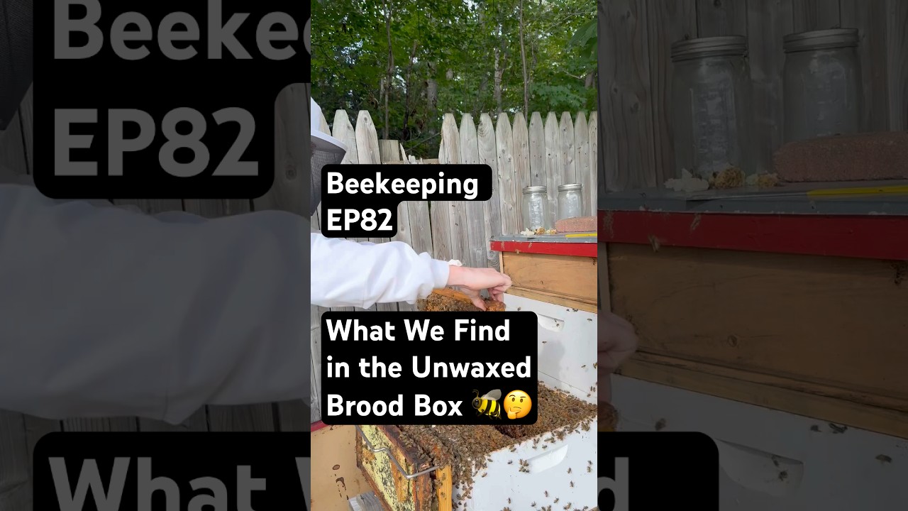 Beekeeping EP82 &ndash; What We Find in the Unwaxed Brood Box 🐝🤔