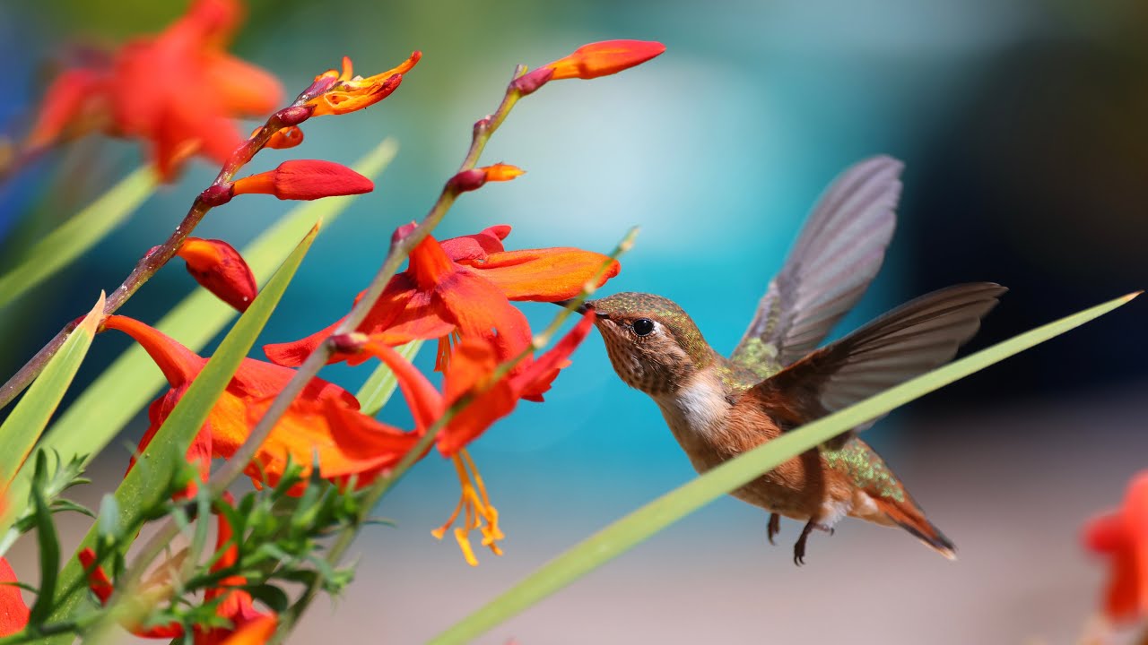 Hummingbird Garden Tour!