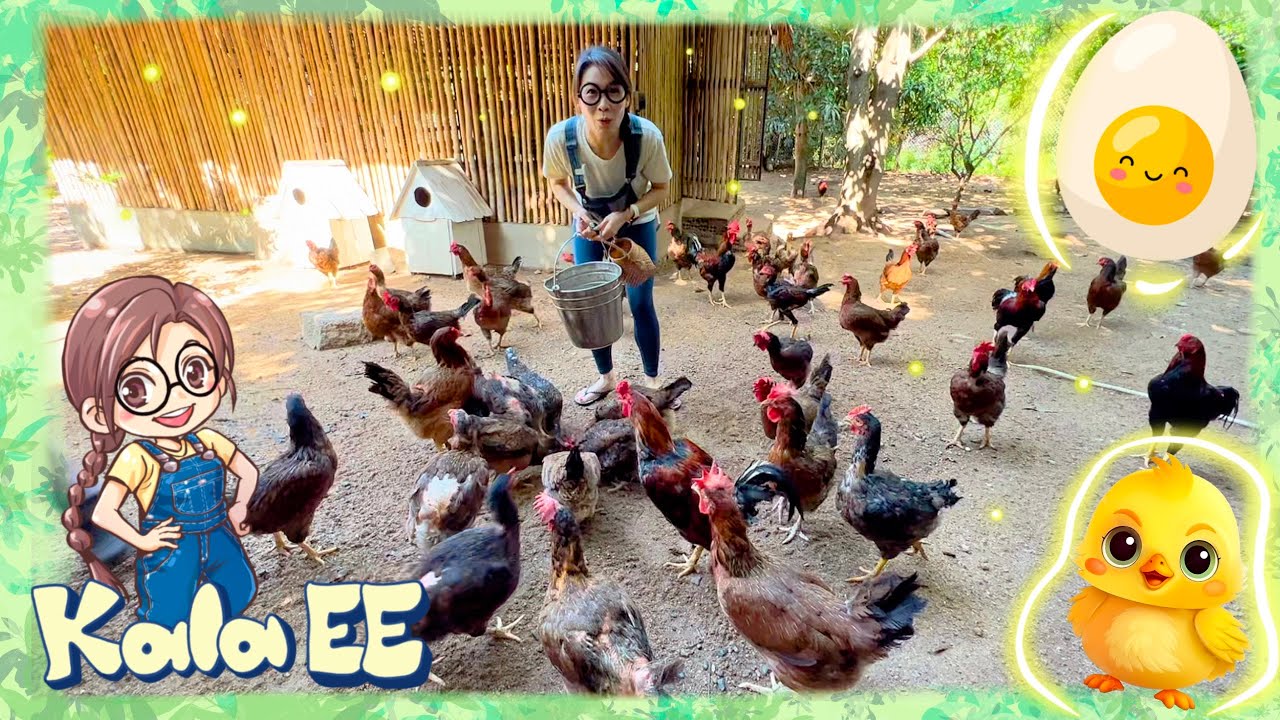 蛋｜雞｜雞農場｜Learning about eggs & first chicken farm visit of Kala EE| 雞蛋｜廣東話教學｜農場｜活雞｜小雞｜兒童中文學習｜親子活動