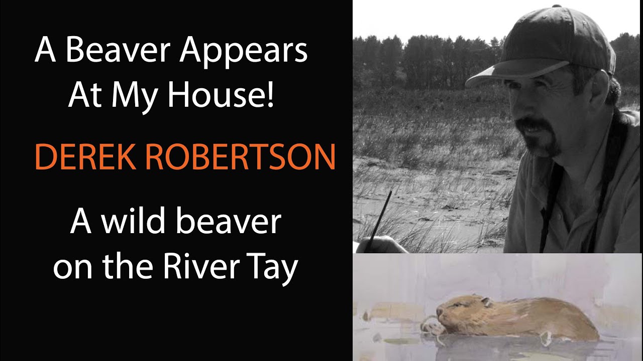 Watch a wild beaver appearing on the river Tay outside my Studio